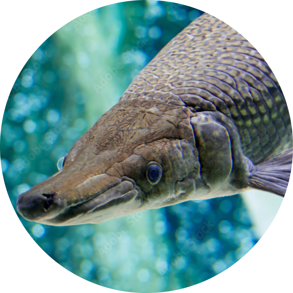 Asgr Fish Freshwater River