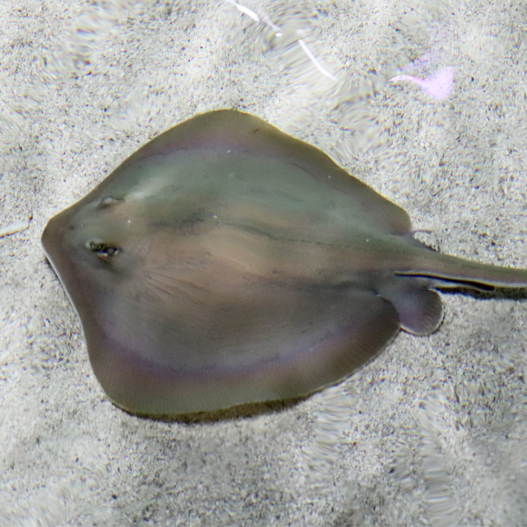 Touch Pool Fish Touch Pool