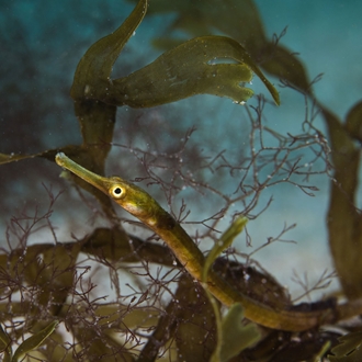 Pipefish Brooding Changing Tides