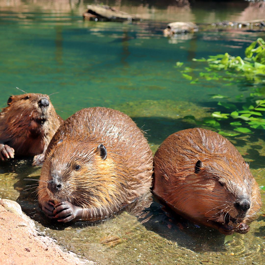 Beaver, Sloth, Armadillo Enrichment