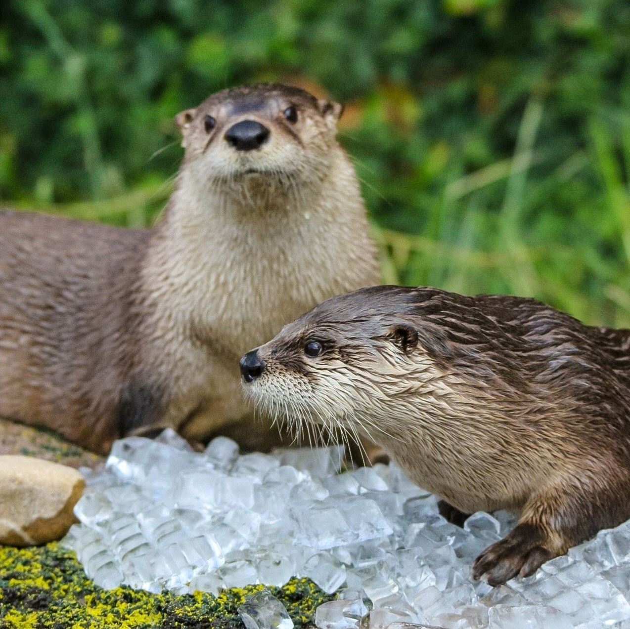 Otter with Ice