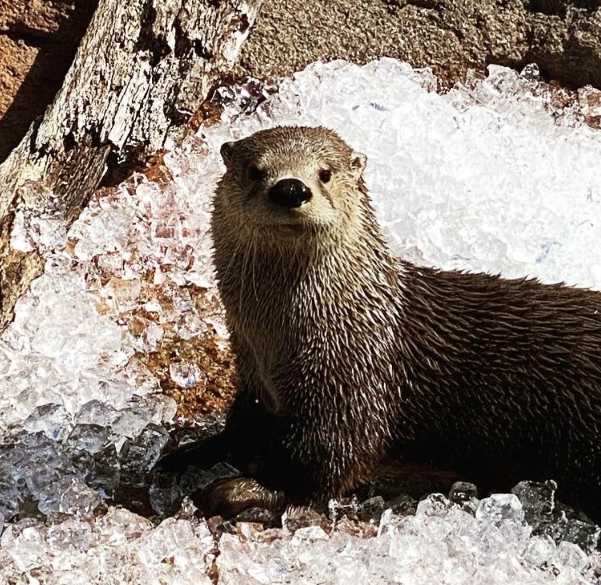 North American River Otters