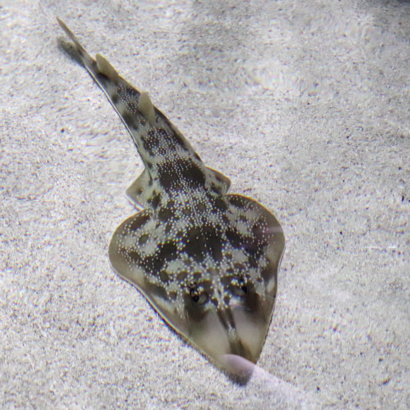 Touch Pool Fish Touch Pool