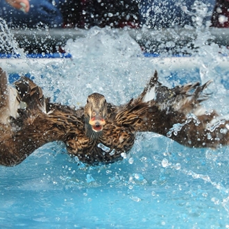Dunk Races Great American Duck Races