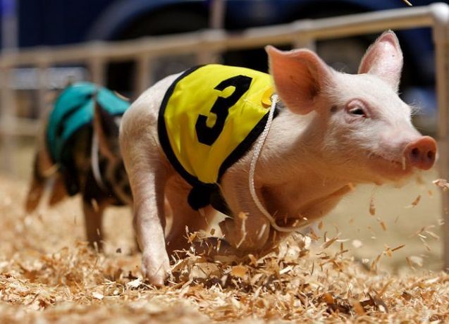Racing Pigs