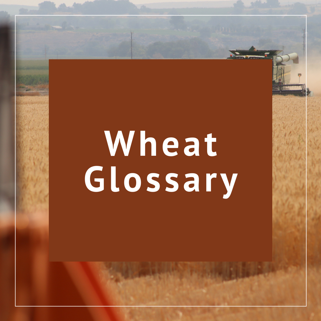 Wheat Glossary