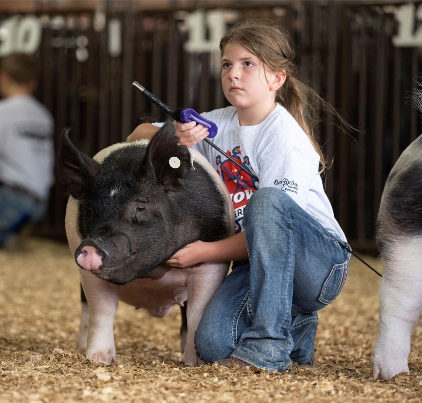 Girl with her crossbred pig in the show ring.