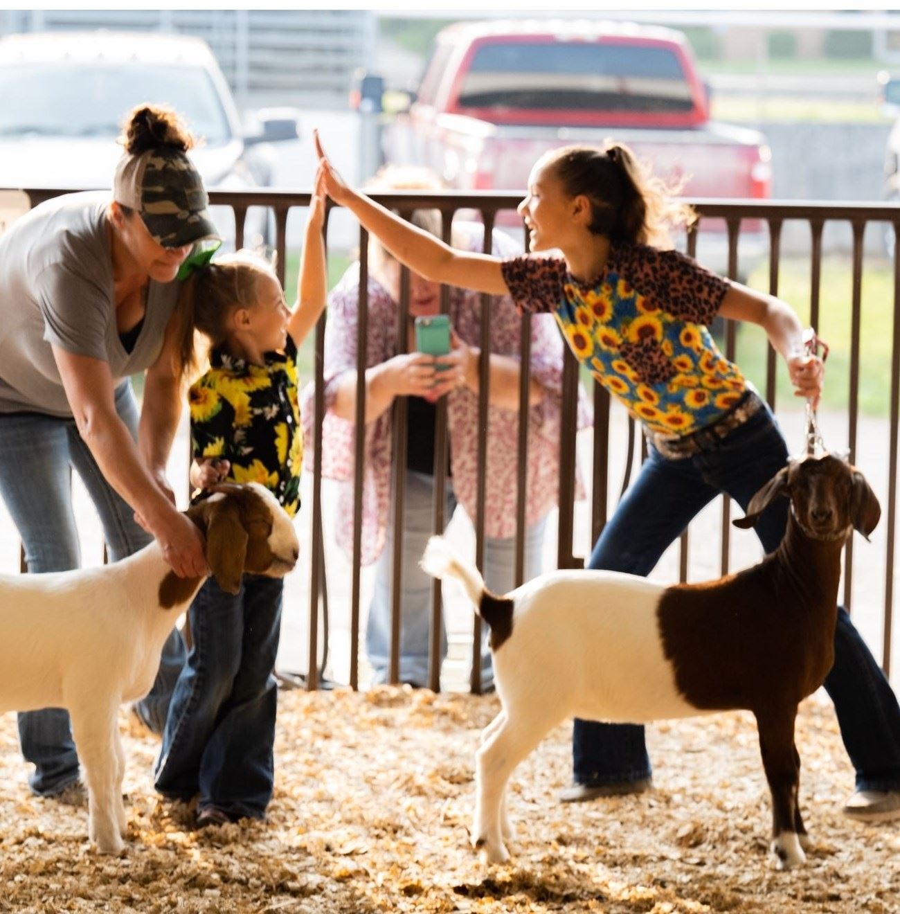 Two girls hi fiving each other in the ring showing their goats. 