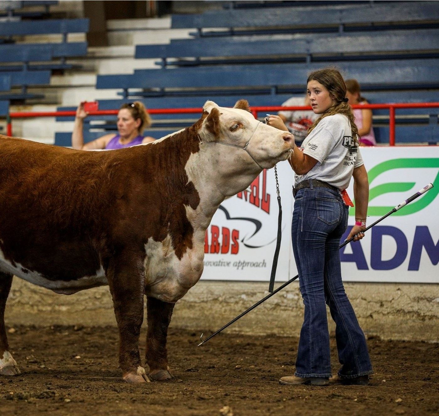 Girl showing a hereford beef cattle.