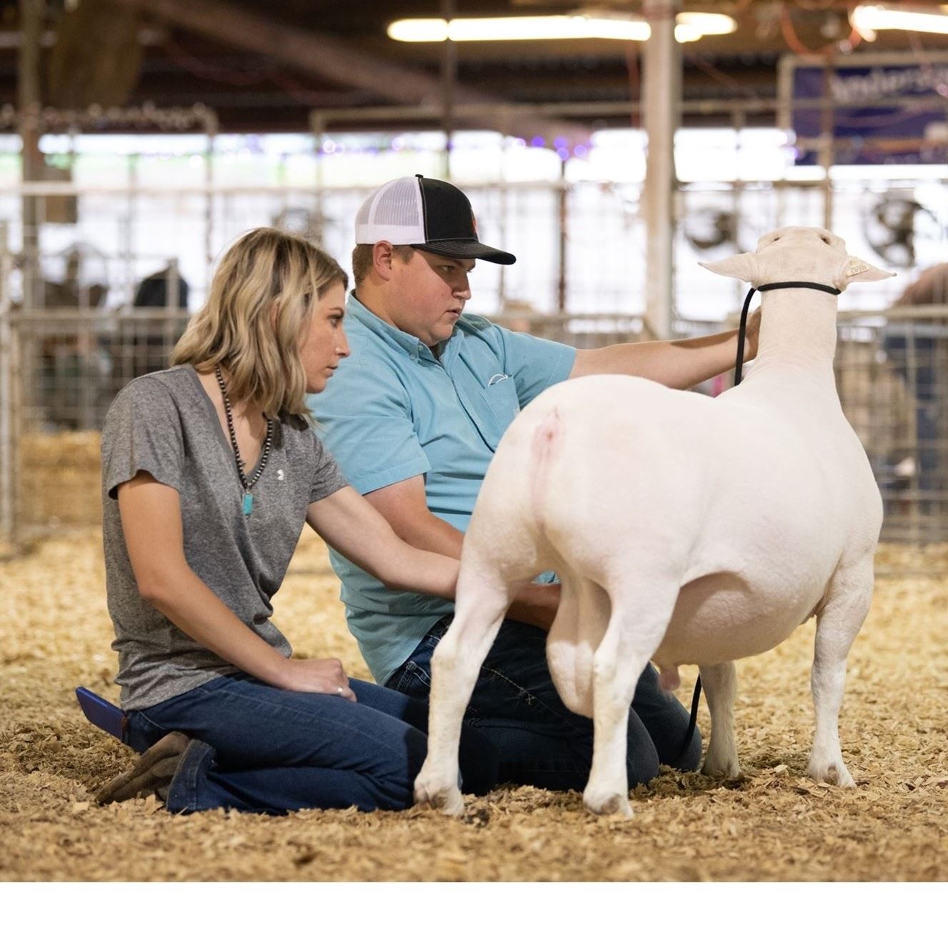 Man & woman kneeling in an arena showing a white sheep.