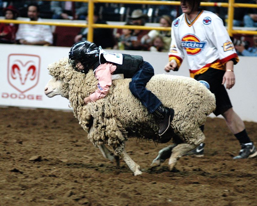 Child riding a sheep in a mutton busting fashion