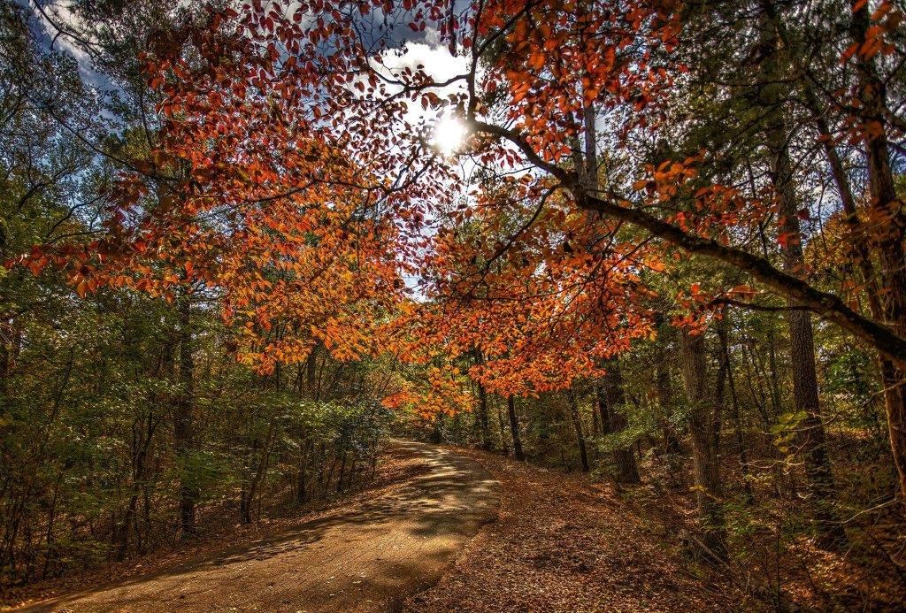 Davey Dogwood Park