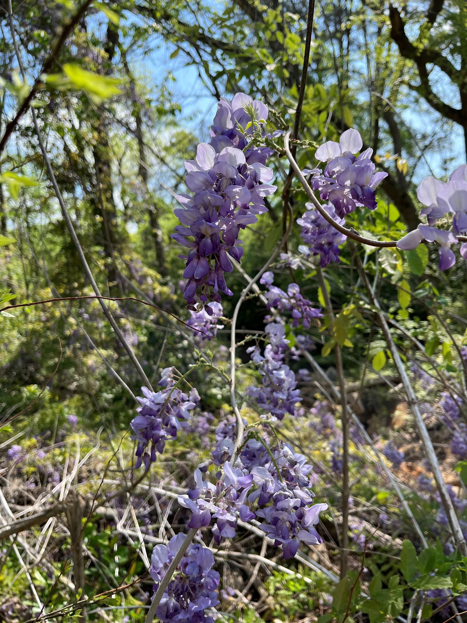 Spring In Palestine 88th Texas Dogwood Trails Celebration