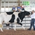 Dairy Show - Albert A. Barthle Livestock Pavilion 