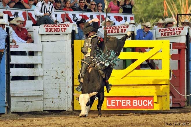 Bull Raddle Photo Gallery Detail
