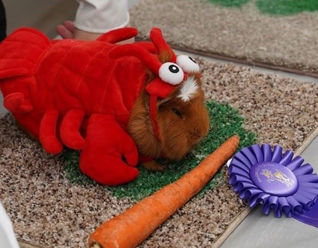 Rabbit with Lobster Costume - photo from Heather Wroe (2021)