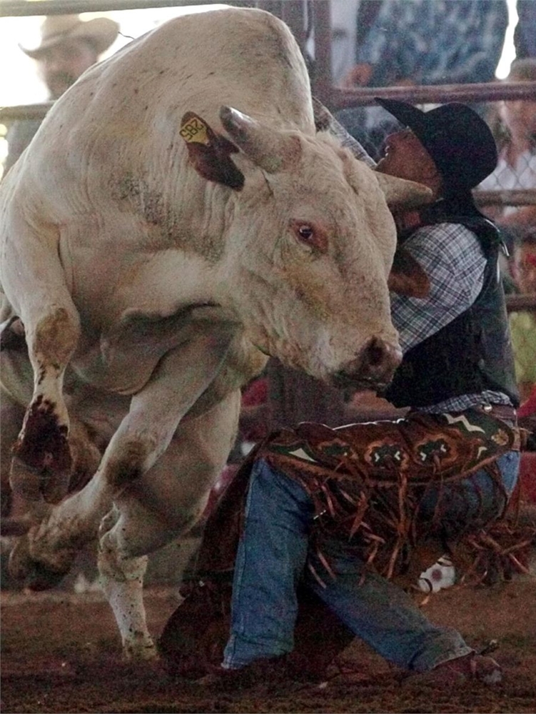Cowboy Rides Cow Photo Gallery Detail