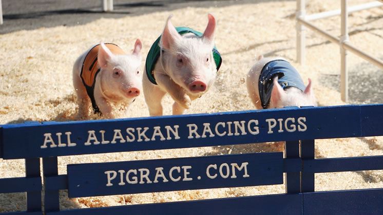 Pig Races