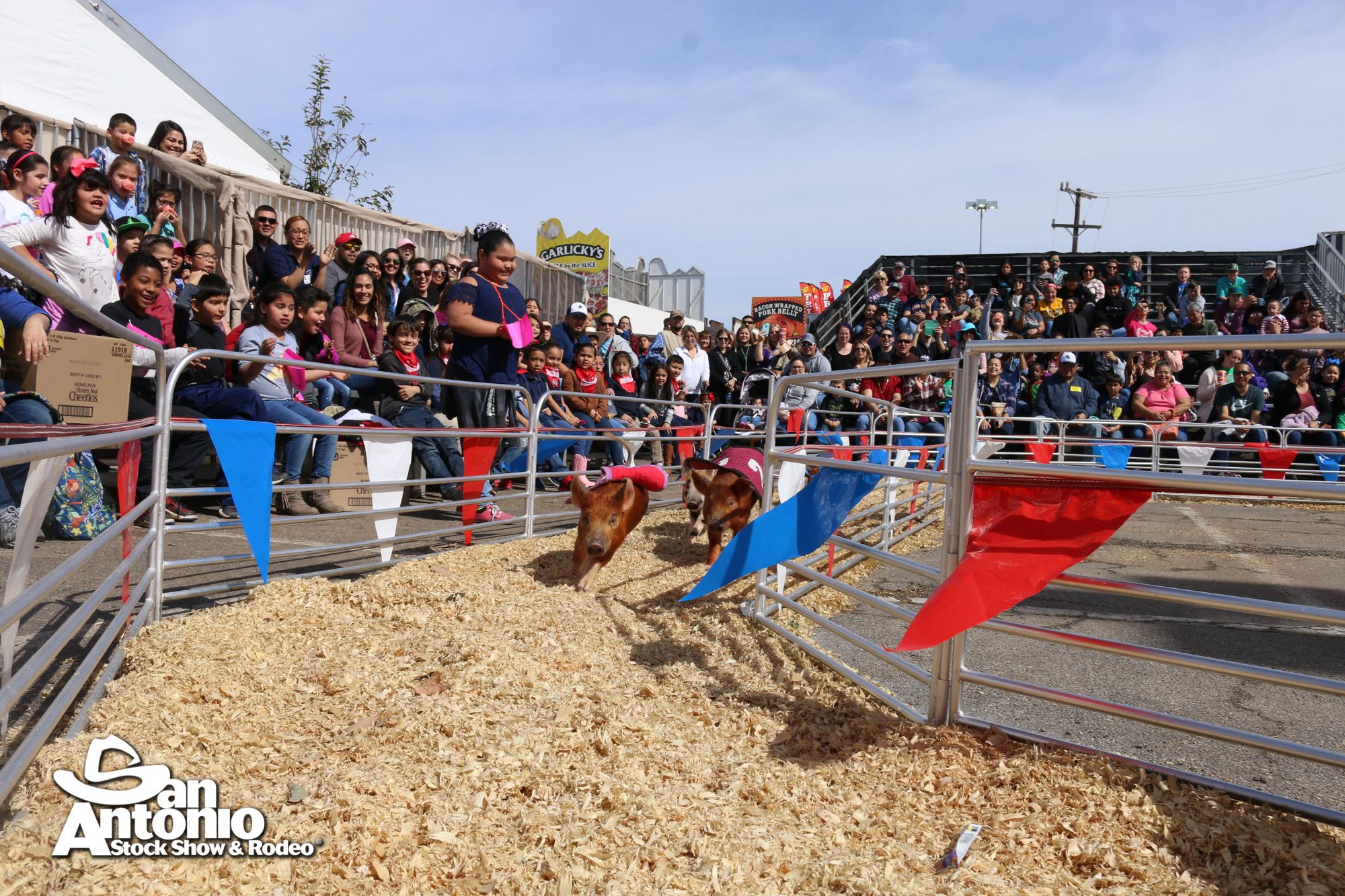 Pig Races Rodeo Pig Races