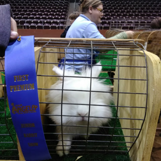 san angelo stock show rodeo