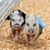 Two pigs racing