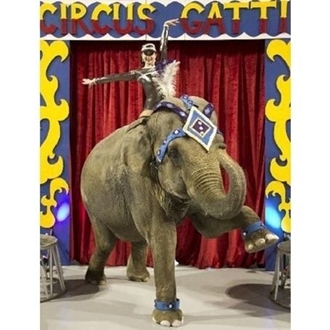 Circus Gatti - 2012