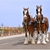 Budweiser Clydesdales Arena Show