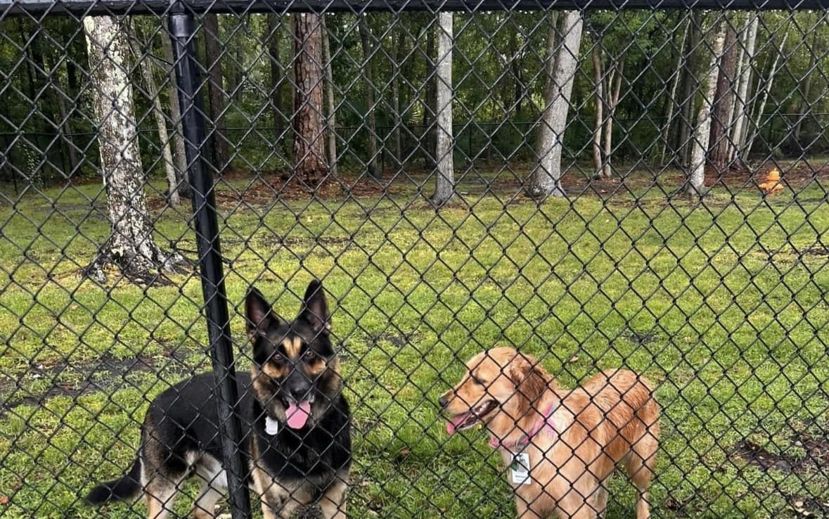 2 dogs behind a black chain link fence