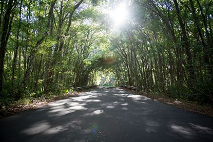 Paved street with trees flanking both sides with a tall canopy and the sun peeking through.