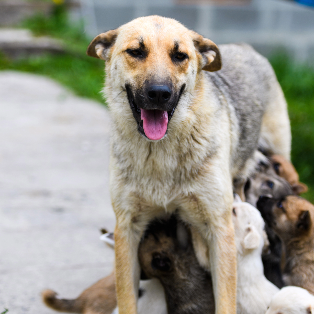 Mama dog with puppies on sidewalk with grass in the background