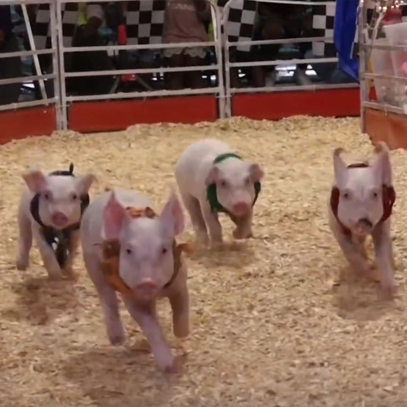 Great American Pig Races - Tulsa State Fair 2024
