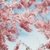 Cherry blossoms in Huntington Beach, CA