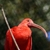 Scarlet ibis at Santa Ana Zoo in Santa Ana, CA