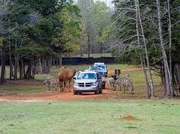Photo of a drive thru safari 