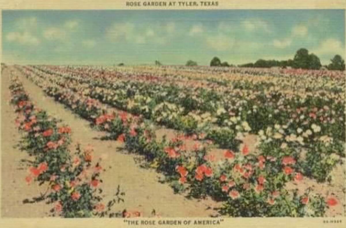 Keepin’ Tyler Rosy: History Of The Tyler Rose