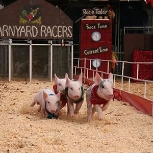 Barnyard Racers Entertainment