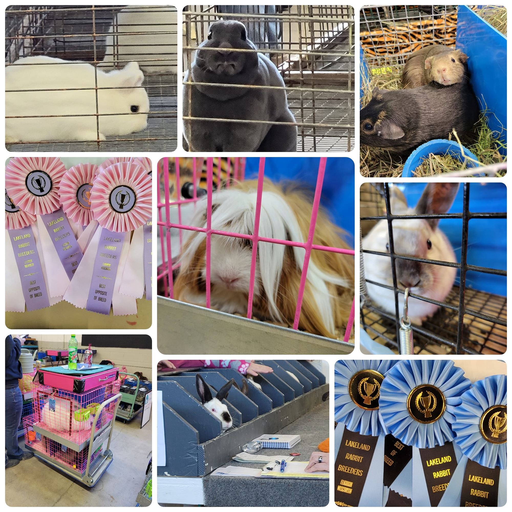 Lakeland RBA Rabbit Show
