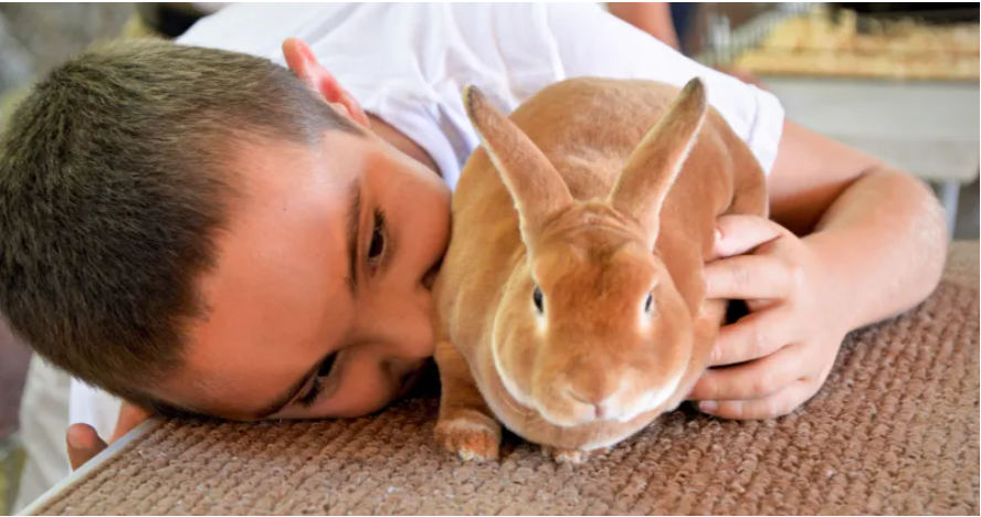 The Rabbit Department Rabbit Division