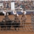 2022 Ranch Rodeo- Friday