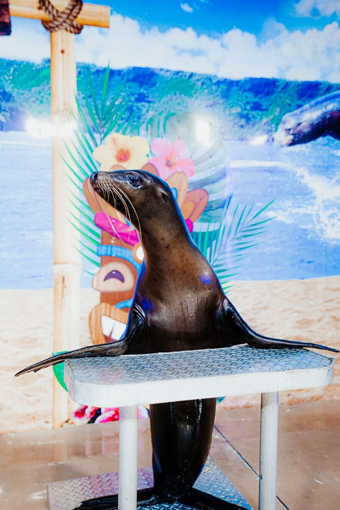 One of the sea lions from the sea lion splash show