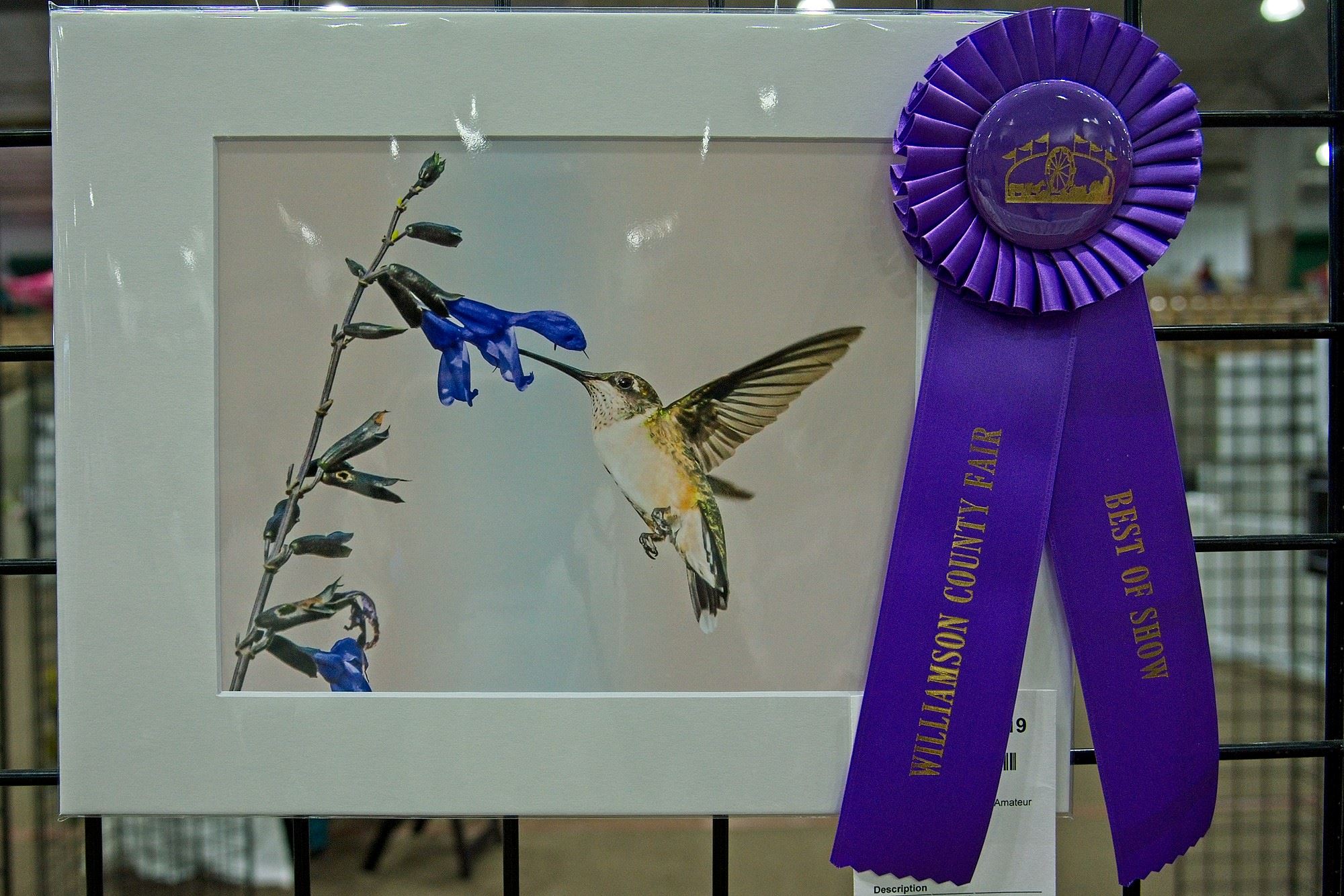 Best of Show photograph of a hummingbird with link to enter Cultural Arts divisions.