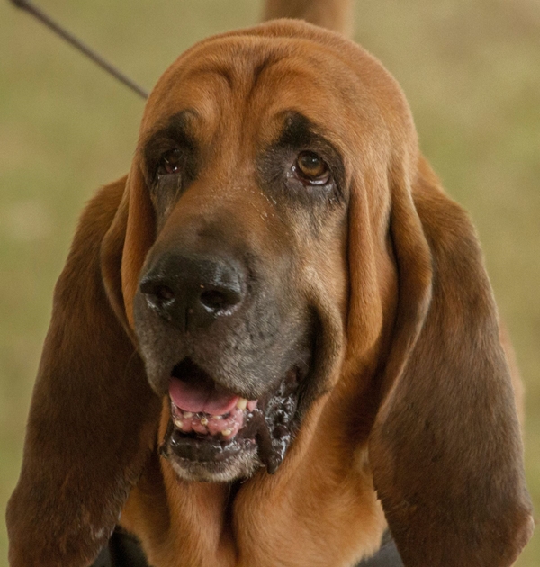 Dog Show Sponsor Of 2022 Wilson County Fair Dog Show.