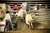 6 Tickets per performance - YMBL Rodeo Package
