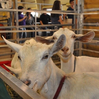 Youth Livestock Exhibitions 